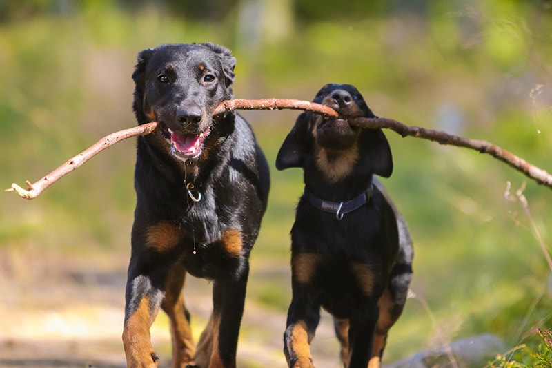 Puppy Socialization Checklist: Vet-Approved Tips & Guide