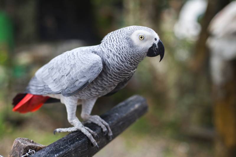 Are Parrots Smart? Vet-Reviewed Facts & FAQ