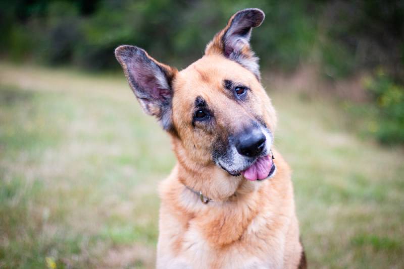 At What Age Do Dogs Go Gray? Vet Approved Facts & Advice