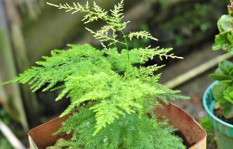 Are Asparagus Ferns Poisonous to Dogs? Vet-Reviewed Toxicity & Alternatives