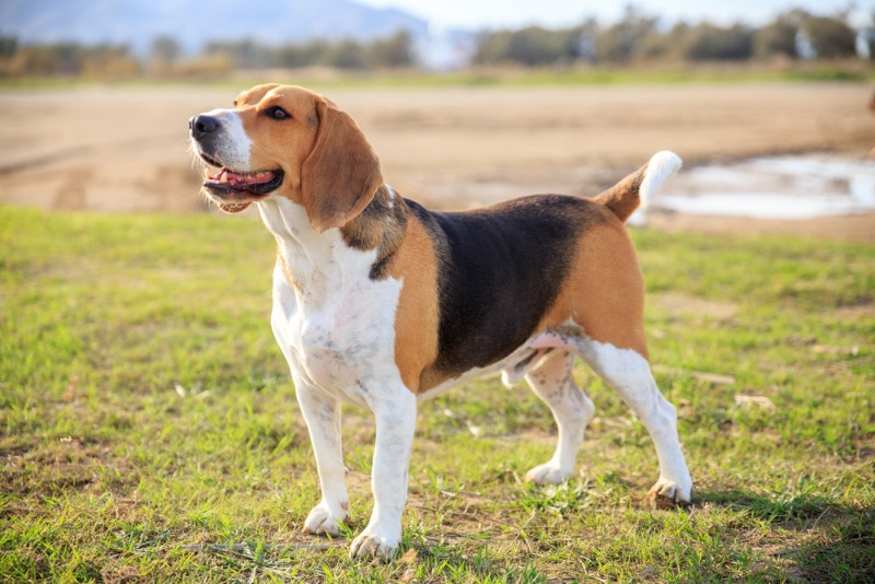 15 Dumbest Dog Breeds & Why We're Wrong About Them (With Info & Pictures)