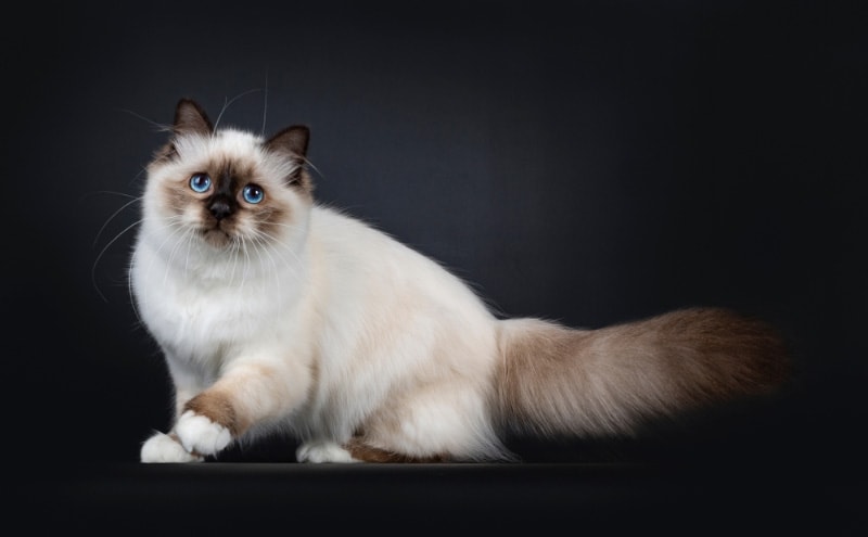 birman cat in a studio