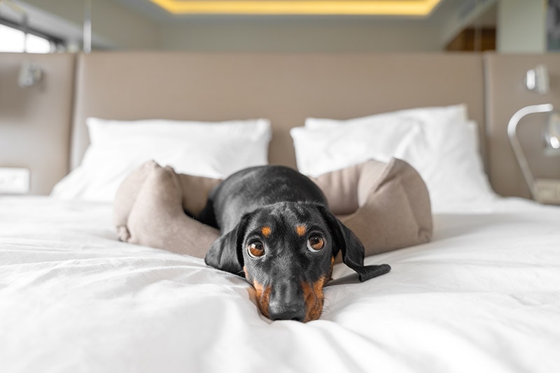 9 Pet-Friendly Hotels in Deadwood, SD (2026 Guide)