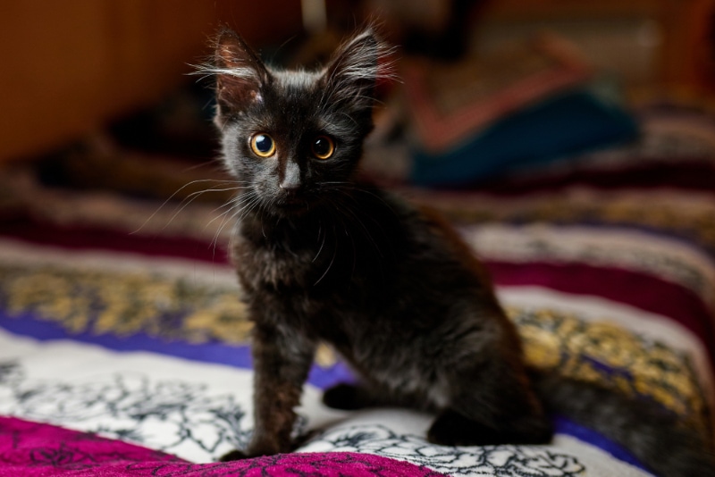 black kitten with three legs