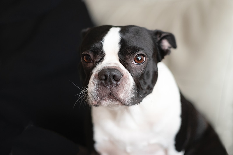 HEP Why Do Dogs Put Their Ears Back? 8 Vet-Verified Common Reasons