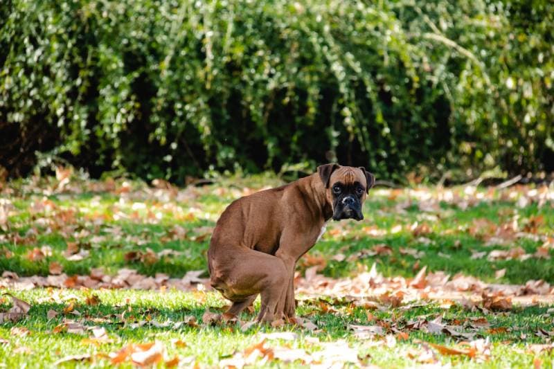 How to Firm Up Your Dog's Poop — 6 Vet-Reviewed Steps