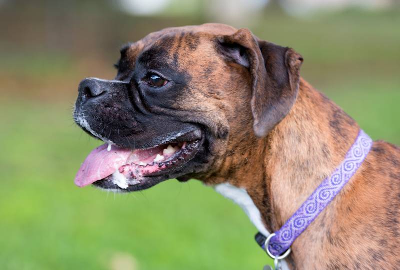 Do Boxer Dogs Drool a Lot? Breed Facts & Care Tips