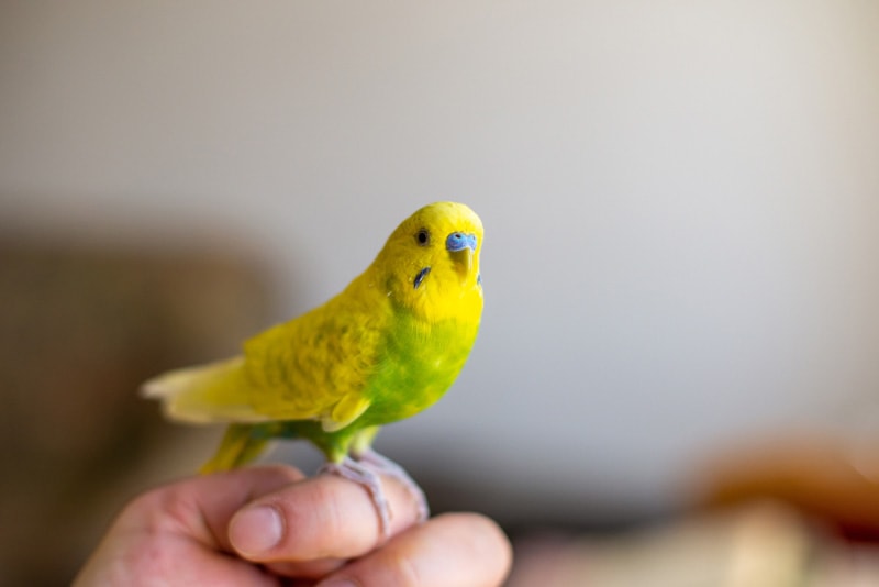 10 Low-Maintenance Pet Birds That Are Easy to Keep (With Pictures)