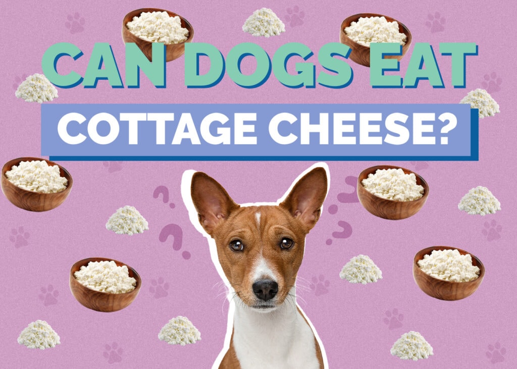 Can Dogs Eat Cottage Cheese? Vet Approved Nutrition Facts & Safety Guide