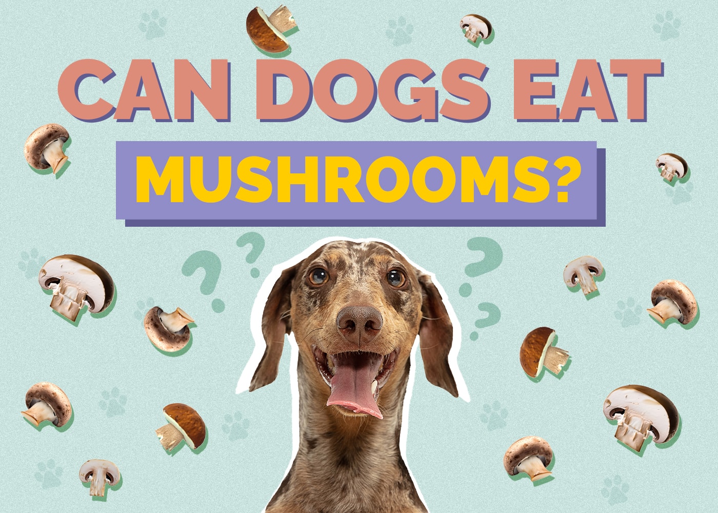 Can Dogs Eat Mushrooms? Vet-Verified Facts & Info