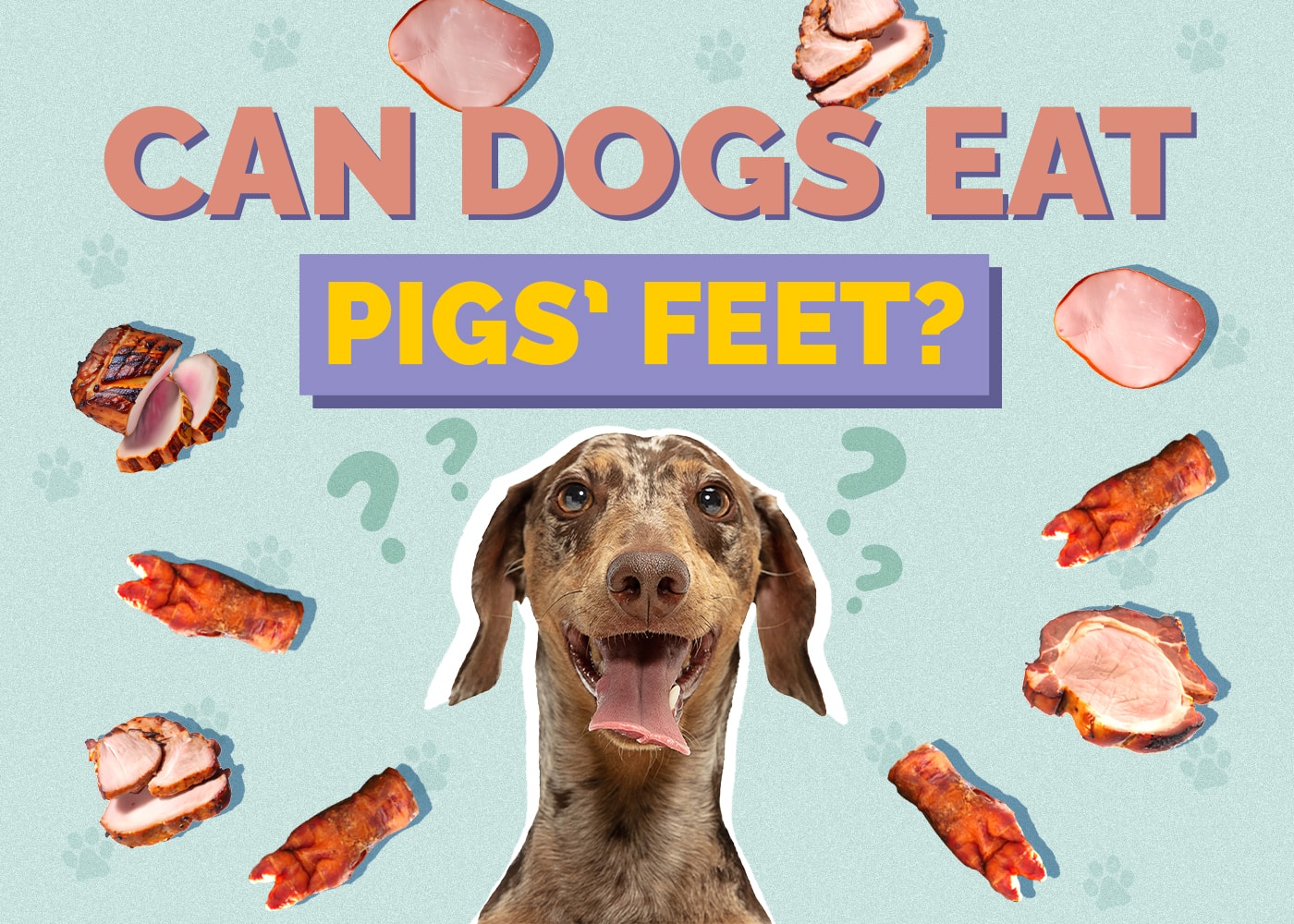 Can Dogs Eat Pigs’ Feet? Vet-Reviewed Health Concerns