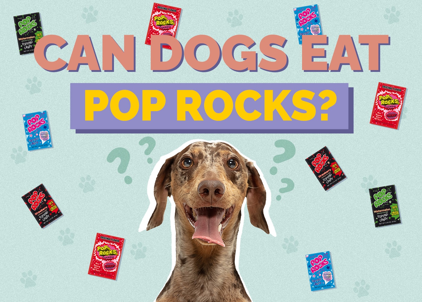 Can Dogs Eat Pop Rocks? Vet Reviewed Advice & FAQs