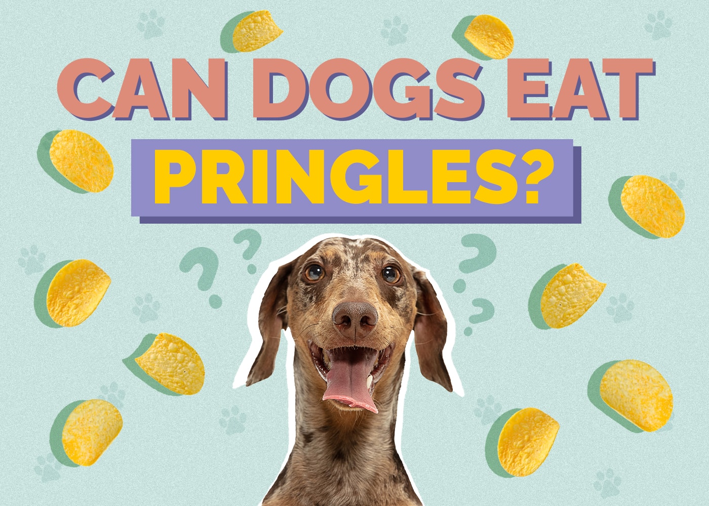 Can Dogs Eat Pringles? Vet Reviewed Health & Safety Facts