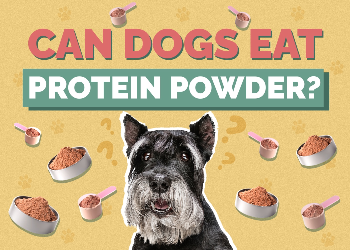 Can Dogs Eat Protein Powder? Vet-Approved Facts & Risks