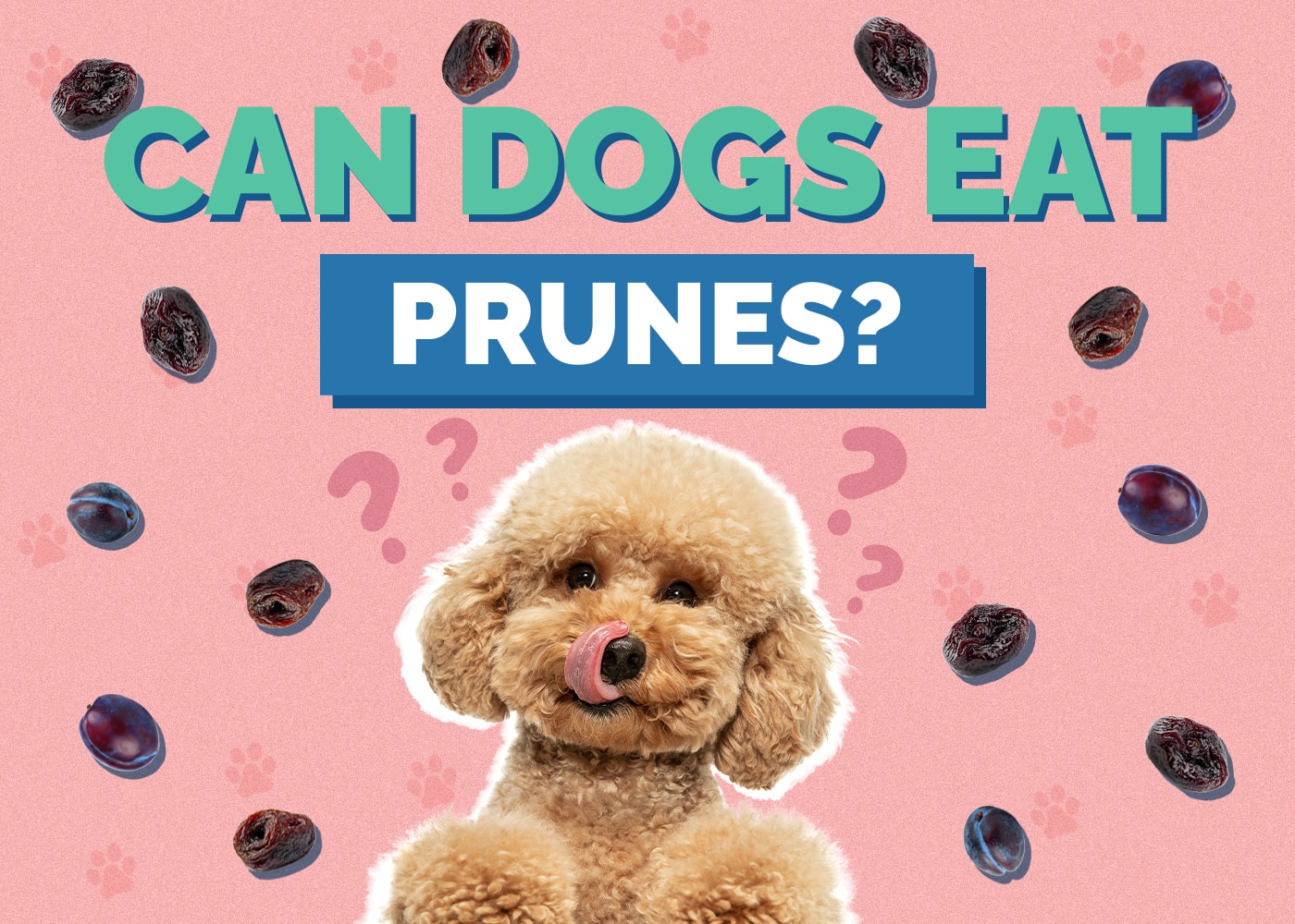 Can Dogs Eat Prunes? Vet-Approved Facts & Safety Guide