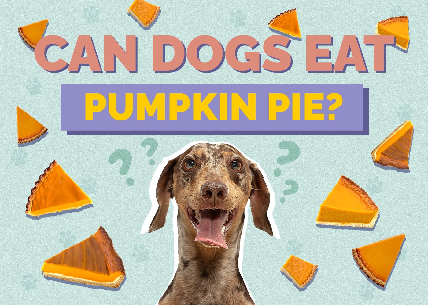 Can Dogs Eat Pumpkin Pie? Vet-Reviewed Nutrition Facts & Safety Guide