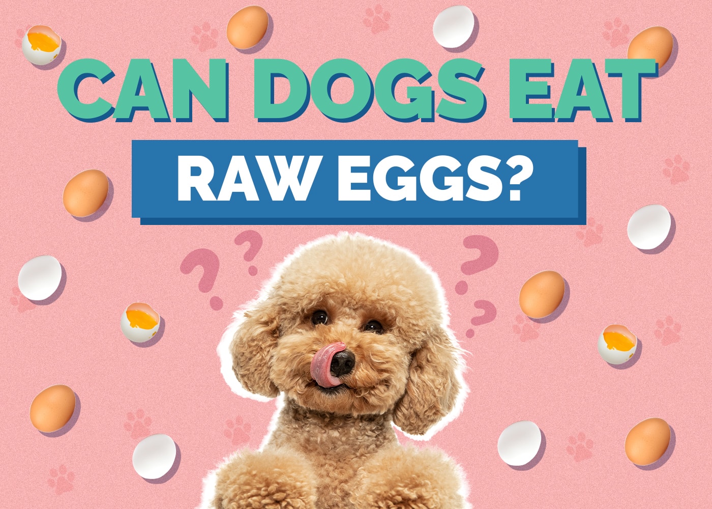 Can Dogs Eat Raw Eggs? Vet-Reviewed Facts & Safety Guide