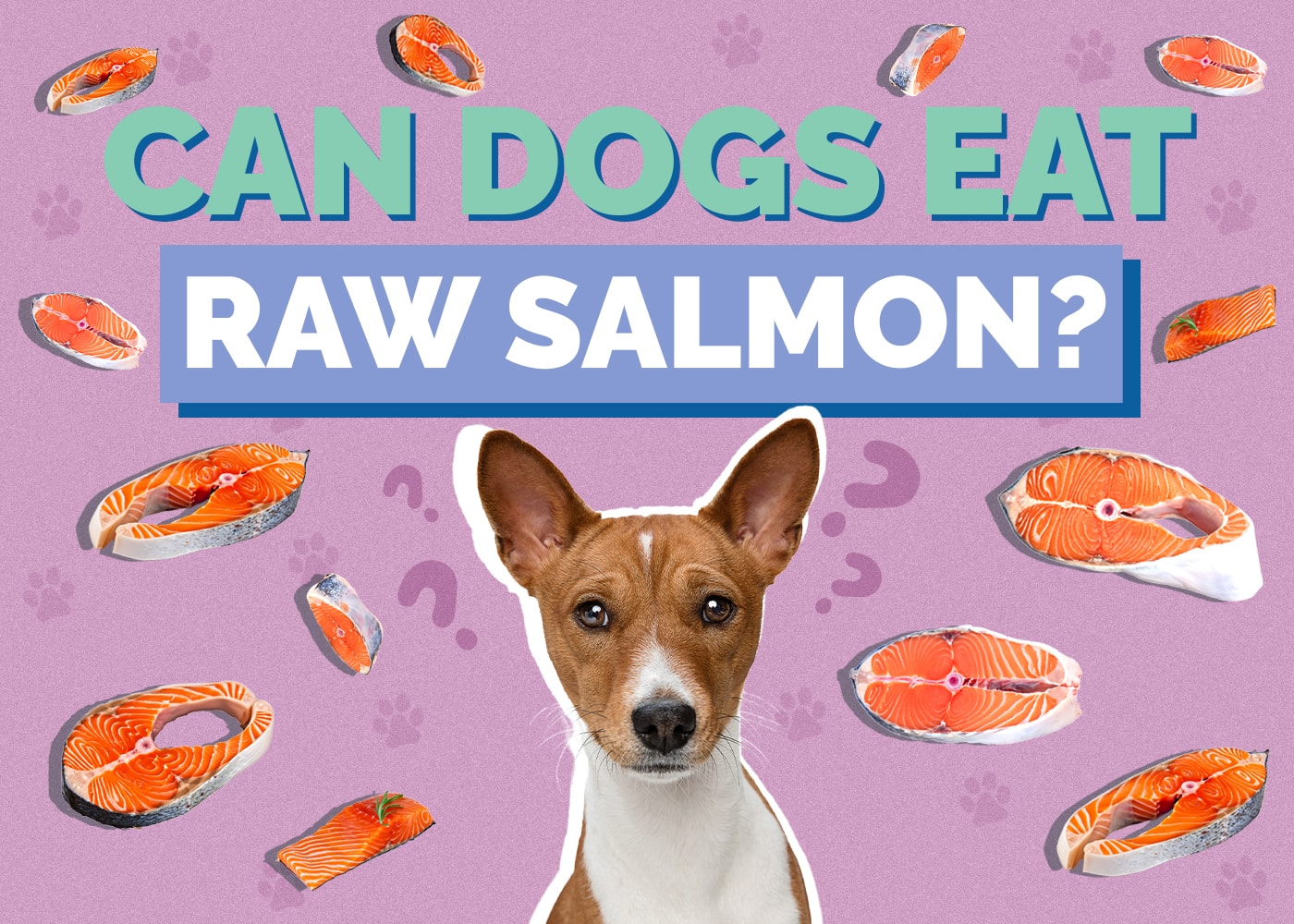 Can Dogs Eat Raw Salmon? Vet-Approved Facts