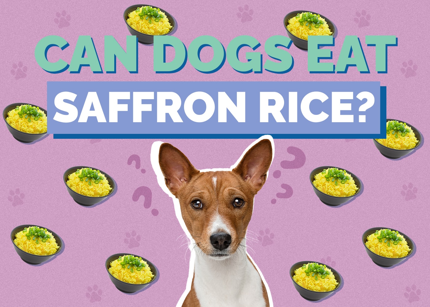 Can Dogs Eat Saffron Rice? Vet-Reviewed Nutrition Facts & FAQ