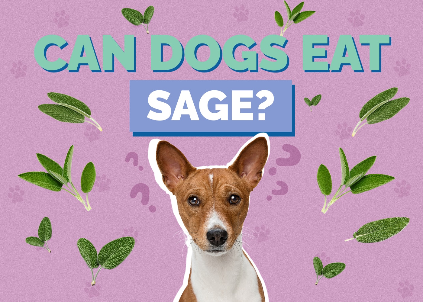 Can Dogs Eat Sage? Vet-Verified Facts & FAQ