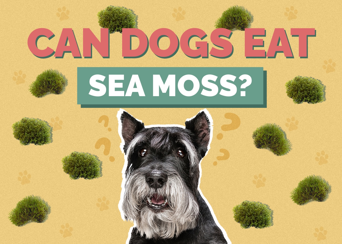 Can Dogs Eat Sea Moss? Vet Approved Facts & FAQ