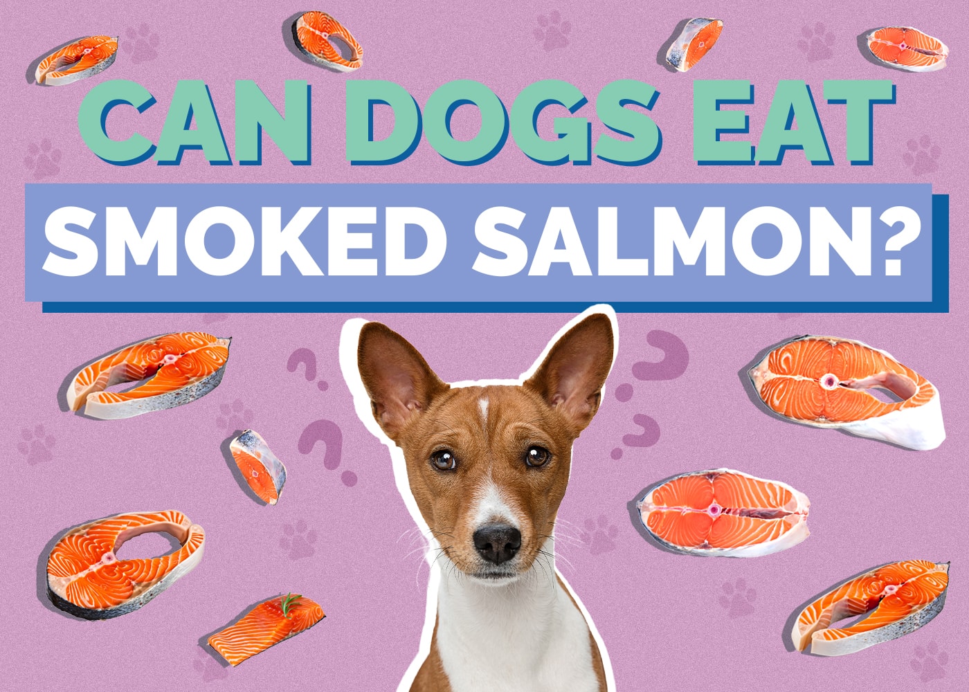 Can Dogs Eat Smoked Salmon? Vet Approved Facts & FAQ
