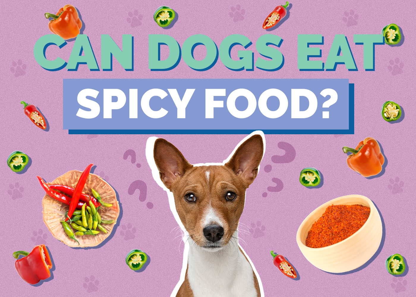 Can Dogs Eat Spicy Food? Vet Approved Facts & Safety Guide
