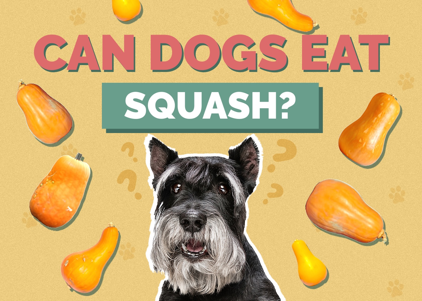 Can Dogs Eat Squash? Vet-Reviewed Nutrition Facts & Safety Guide