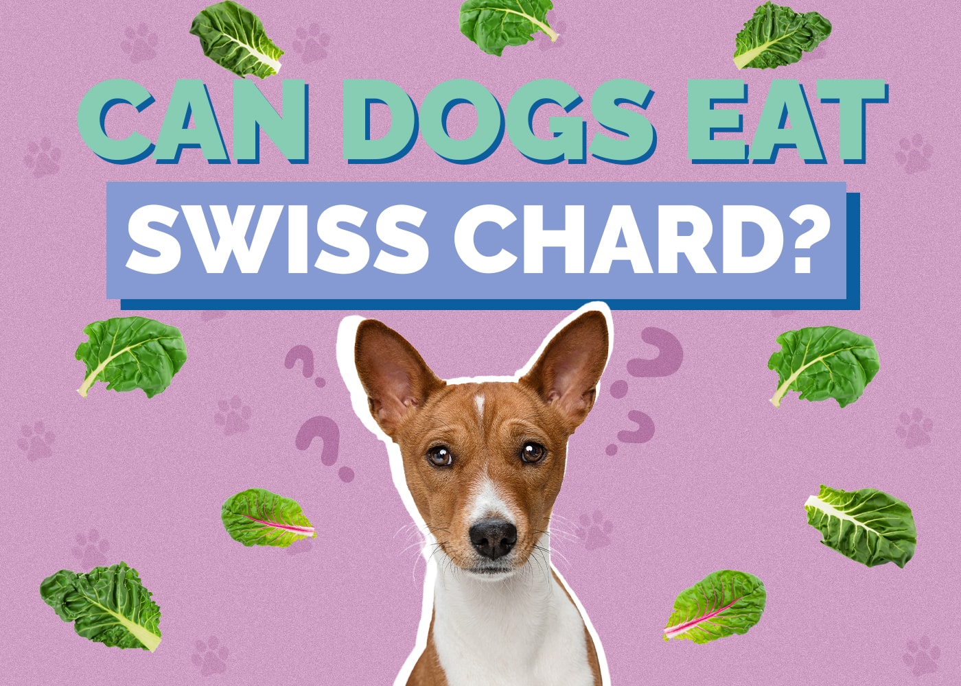 Can Dogs Eat Swiss Chard? Vet Approved Facts & Tips