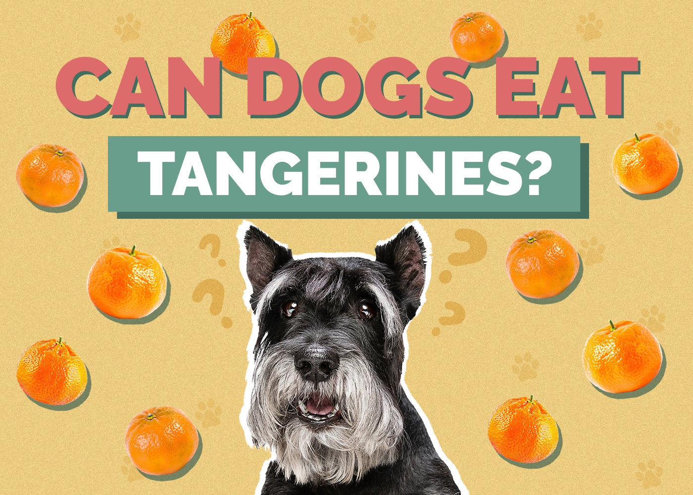 Can Dogs Eat Tangerines? Vet-Verified Nutrition Facts & Safety Guide