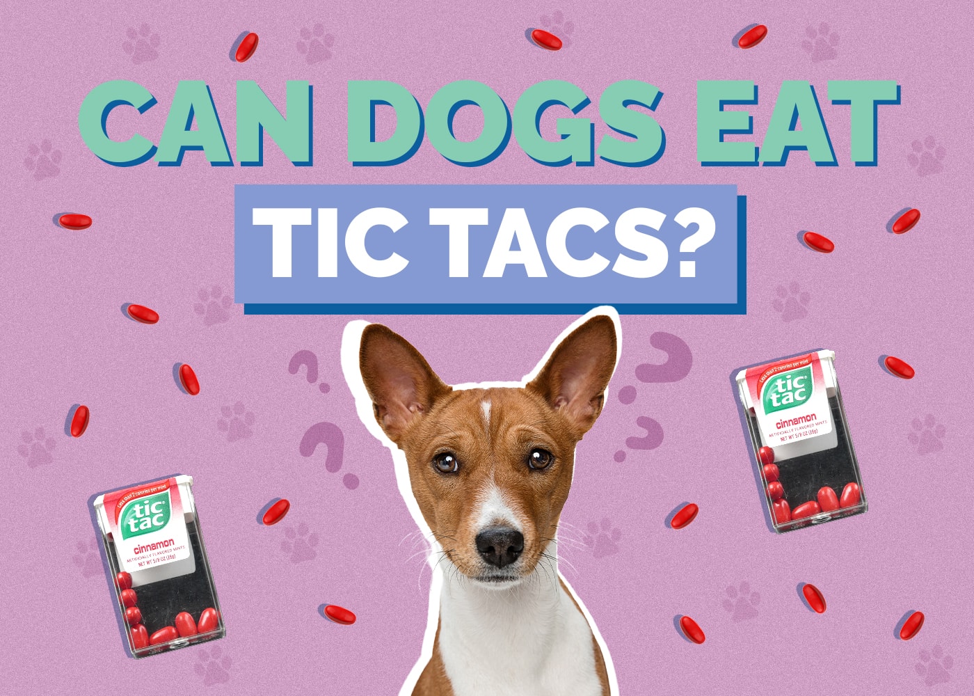 Can Dogs Eat Tic Tacs? Vet Reviewed Facts & FAQ