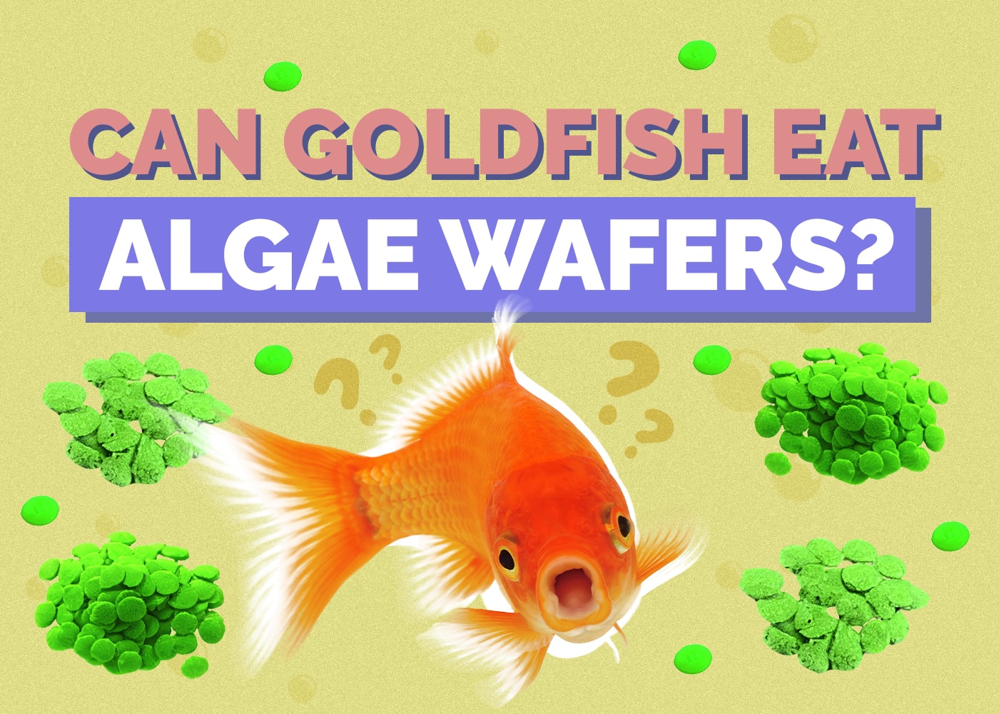 Can Goldfish Eat Algae Wafers? Facts & FAQs
