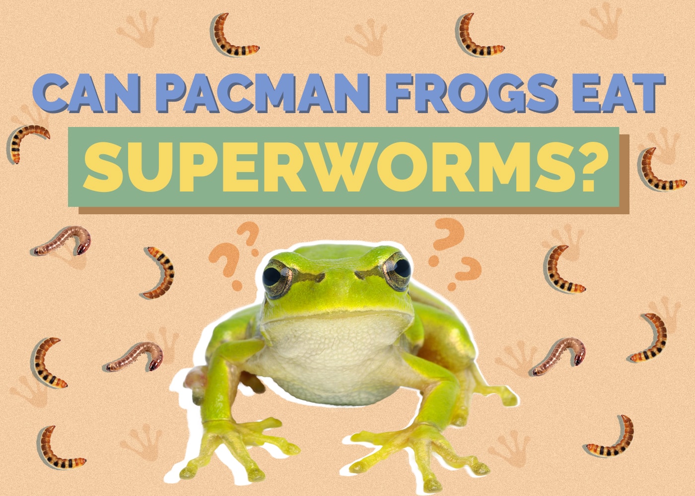 Can Pacman Frogs Eat Superworms? Vet-Reviewed Facts & Tips