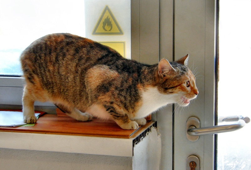 What Sounds Does a Cat in Heat Make? Vet-Reviewed Noises Explained