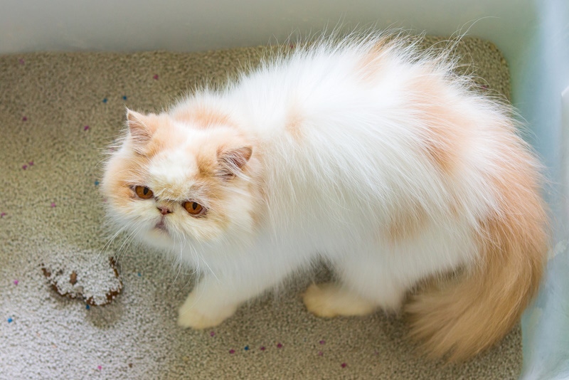Why Does My Cat Play With Poop? 5 Vet-Reviewed Reasons