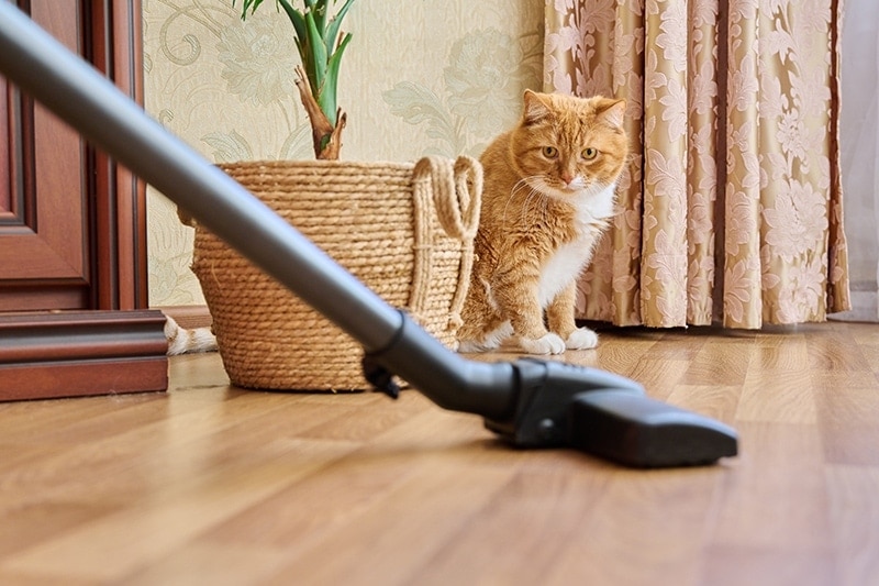 Why Are Cats Scared of Vacuum Cleaners? Vet-Reviewed Causes & Tips
