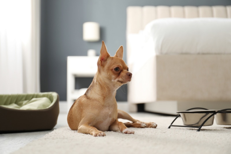 9 Pet-Friendly Hotels in Ocean City, MD (2026 Guide)