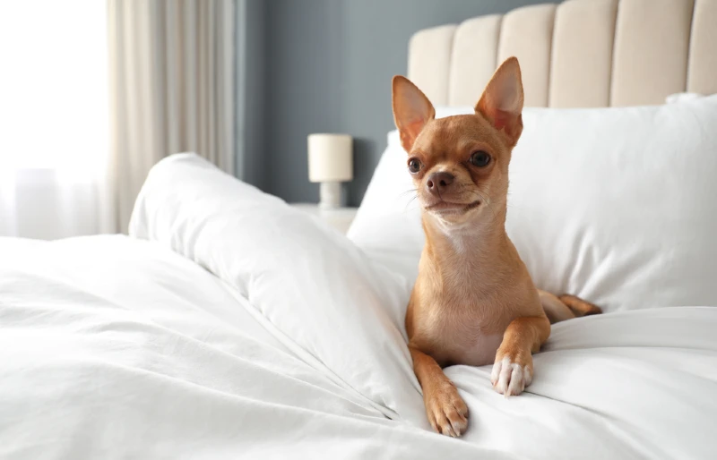 10 Pet-Friendly Hotels in Kansas City, MO (2026 Update)