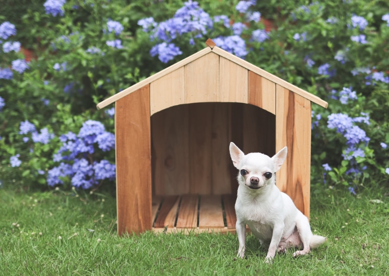Dog House Sizing Guide: Details You Need to Know (With Infographic & Pictures)