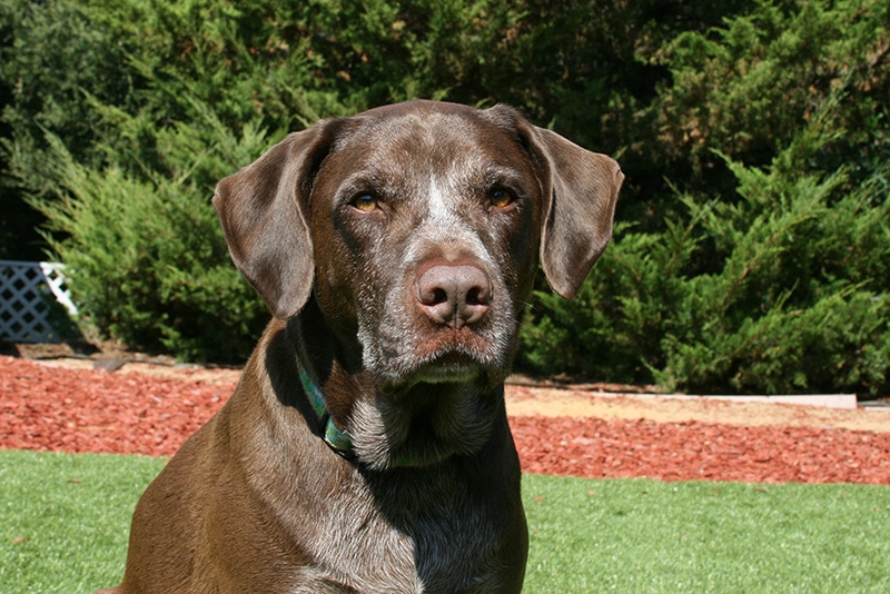 German Shorthaired Lab (Lab & German Shorthaired Pointer Mix): Info, Pictures & More
