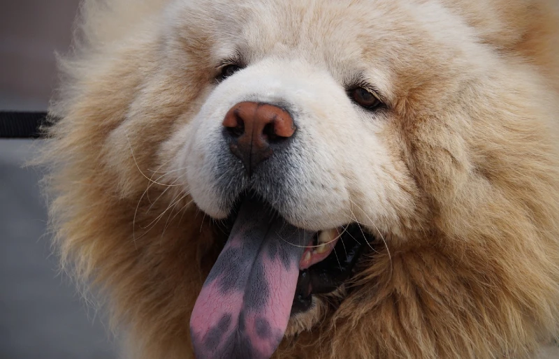 Why Is My Dog’s Tongue Purple? 5 Vet-Approved Reasons