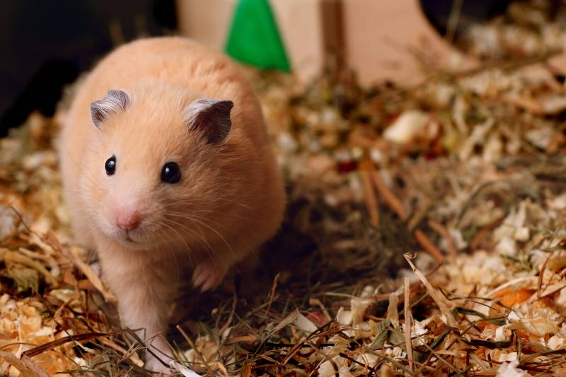 6 Types of Homemade Hamster Bedding (With Pros & Cons)