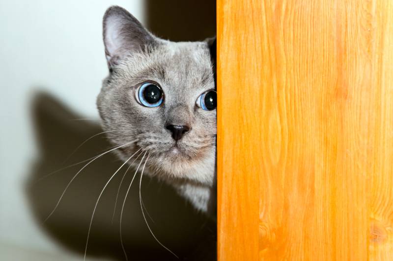 How to Lure a Cat Out of Hiding: 6 Vet Approved Steps