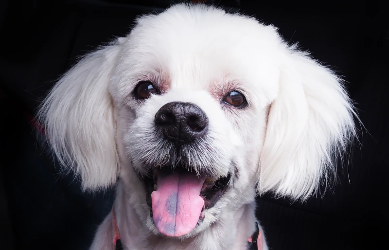 Why Do Dogs Have Black Spots on Their Tongue? Vet-Approved Facts & FAQs