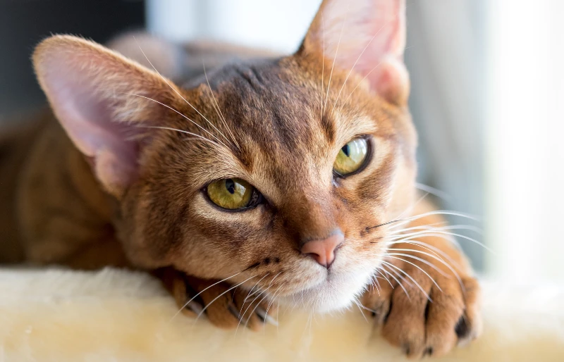 Is an Abyssinian Cat Hypoallergenic? Breed Facts & Allergy Tips