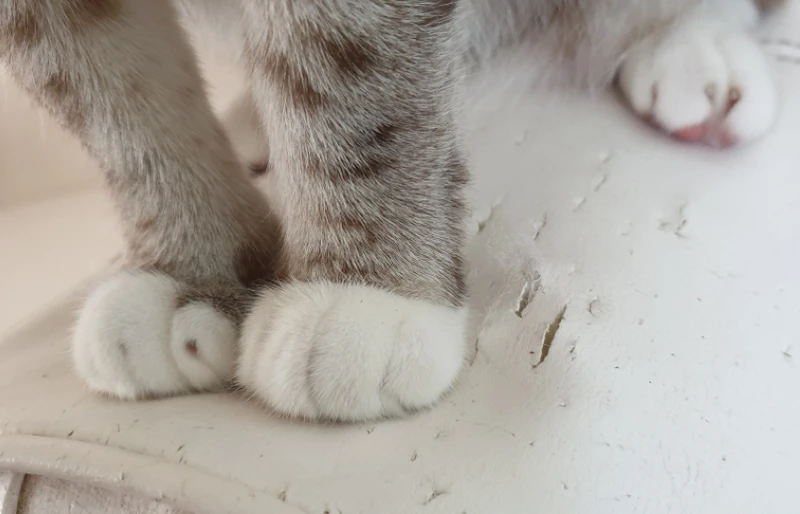How to Repair Cat Scratches on Leather With Olive Oil: 5 Steps to Follow