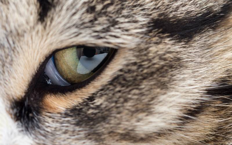 How Many Eyelids Do Cats Have? Vet Approved Facts (With Infographic)