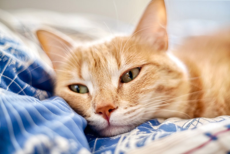 Can Cats Get Parkinson’s Disease? Vet Approved Health Facts