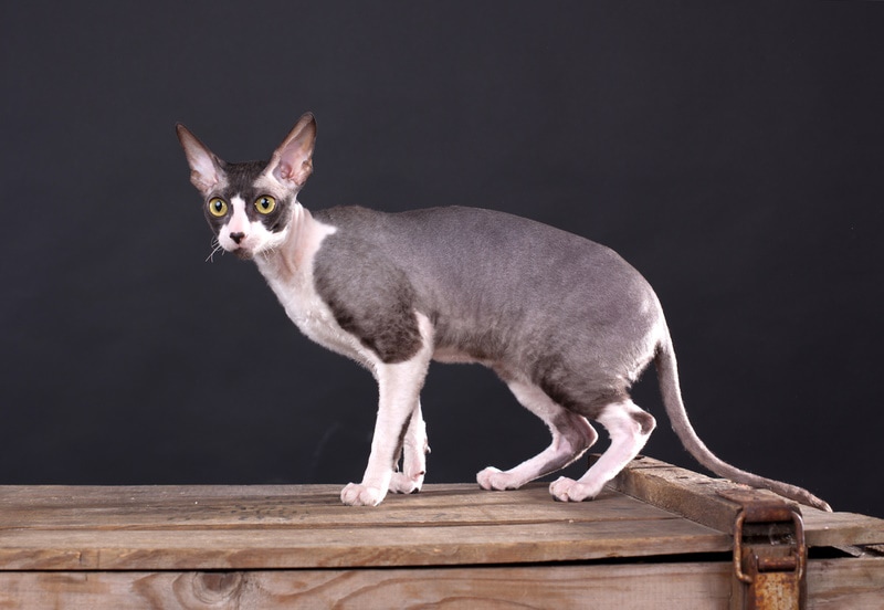 How Big Does a Cornish Rex Get? With Growth & Weight Chart (Vet-Approved)