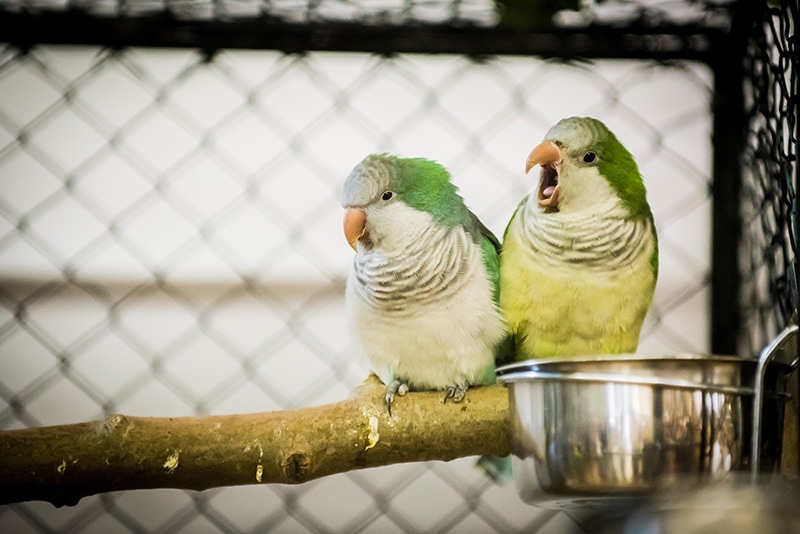 How Long Can Parakeets Go Without Food? Vet-Reviewed Facts & FAQ